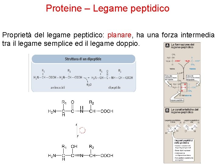 Proteine – Legame peptidico Proprietà del legame peptidico: planare, ha una forza intermedia tra