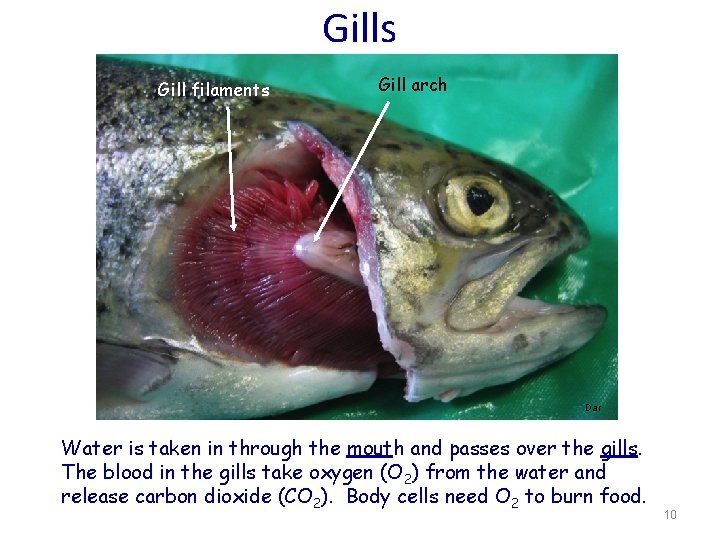 Gills Gill filaments Gill arch Dar Water is taken in through the mouth and