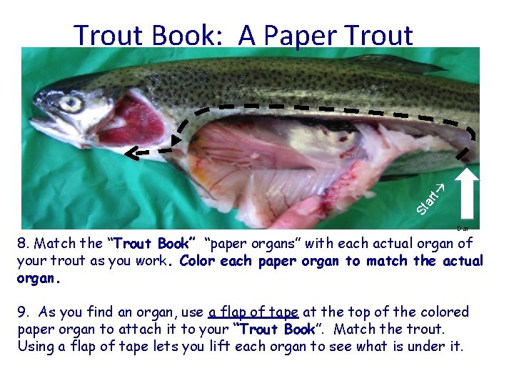 St ar t Trout Book: A Paper Trout Dar 8. Match the “Trout Book”