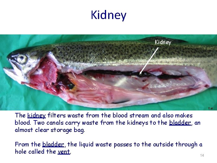 Kidney Dar The kidney filters waste from the blood stream and also makes blood.