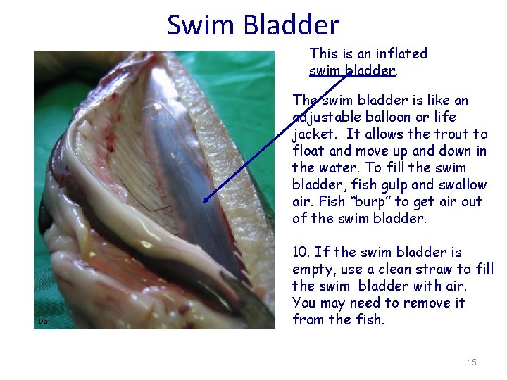 Swim Bladder This is an inflated swim bladder. The swim bladder is like an