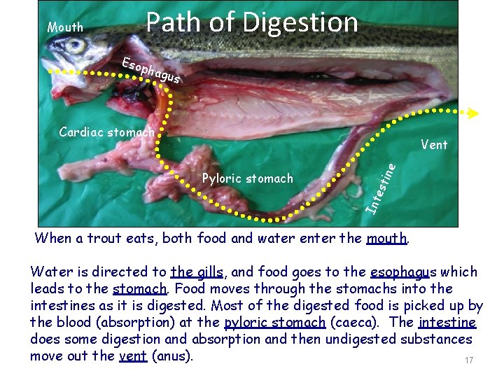 Mouth Path of Digestion Esop hagu s Cardiac stomach est Int Pyloric stomach ine