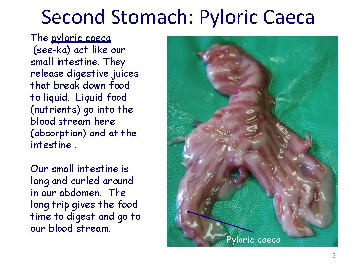 Second Stomach: Pyloric Caeca The pyloric caeca (see-ka) act like our small intestine. They