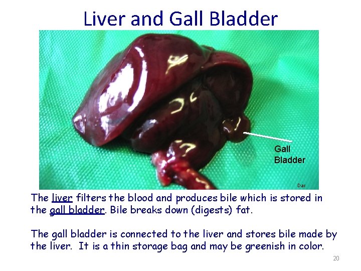 Liver and Gall Bladder Dar The liver filters the blood and produces bile which