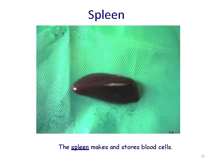 Spleen Dar The spleen makes and stores blood cells. 21 