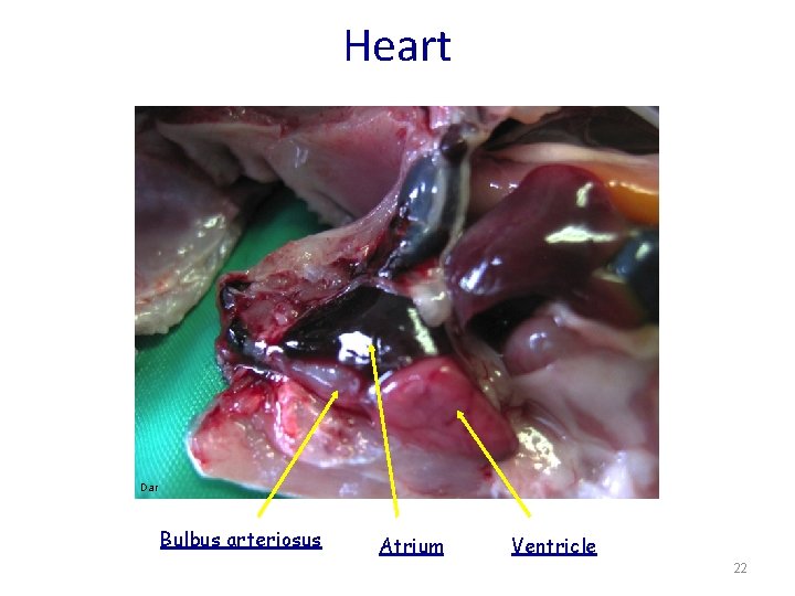 Heart Dar Bulbus arteriosus Atrium Ventricle 22 
