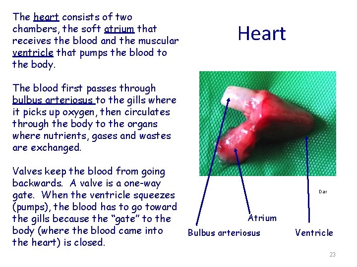 The heart consists of two chambers, the soft atrium that receives the blood and