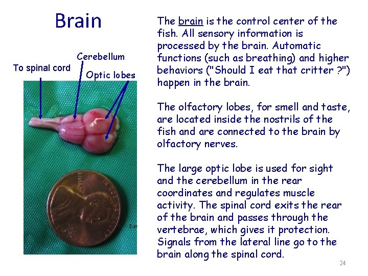 Brain Cerebellum To spinal cord Optic lobes The brain is the control center of