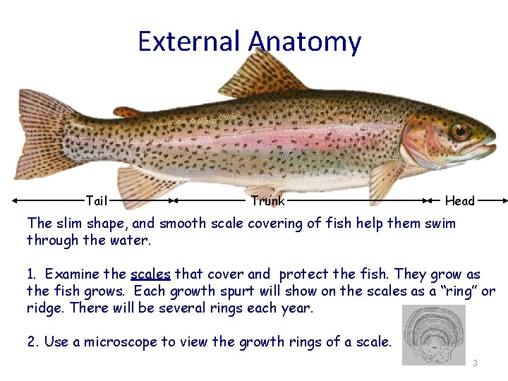 External Anatomy Tail Trunk Head The slim shape, and smooth scale covering of fish