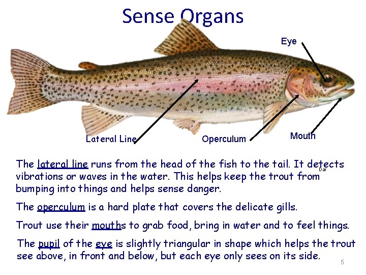 Sense Organs Eye Scales Lateral Line Operculum Mouth The lateral line runs from the