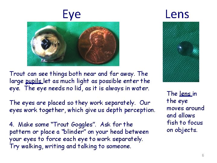 Eye Lens Trout can see things both near and far away. The large pupils