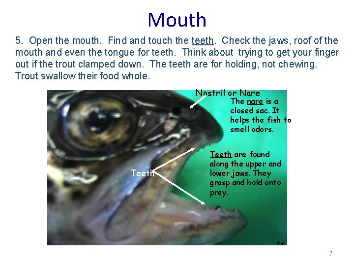 Mouth 5. Open the mouth. Find and touch the teeth. Check the jaws, roof