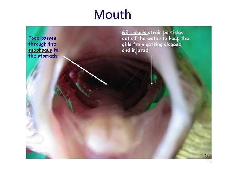 Mouth Food passes through the esophagus to the stomach. Gill rakers strain particles out