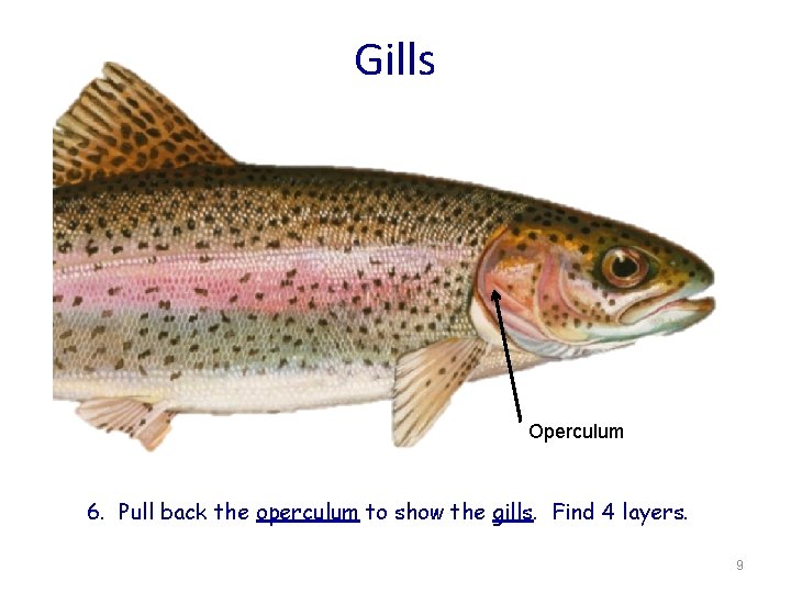 Gills Operculum 6. Pull back the operculum to show the gills. Find 4 layers.