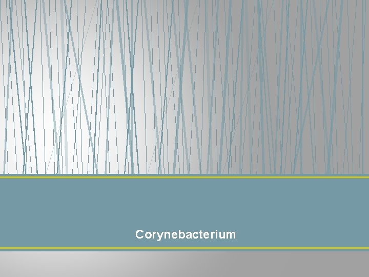 Corynebacterium 