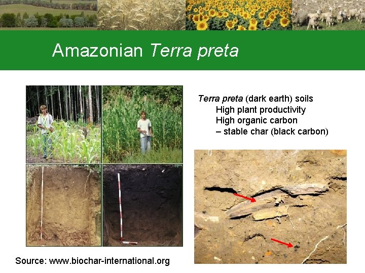 Amazonian Terra preta (dark earth) soils High plant productivity High organic carbon – stable
