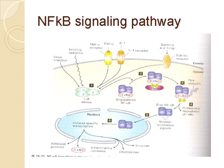 NFk. B signaling pathway NFk. B signaling pathway