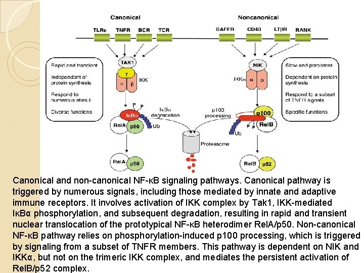 Canonical and non-canonical NF-κB signaling pathways. Canonical pathway is triggered by numerous signals, including Canonical and non-canonical NF-κB signaling pathways. Canonical pathway is triggered by numerous signals, including