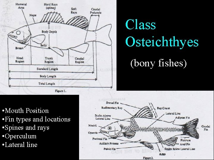 Class Osteichthyes (bony fishes) • Mouth Position • Fin types and locations • Spines Class Osteichthyes (bony fishes) • Mouth Position • Fin types and locations • Spines