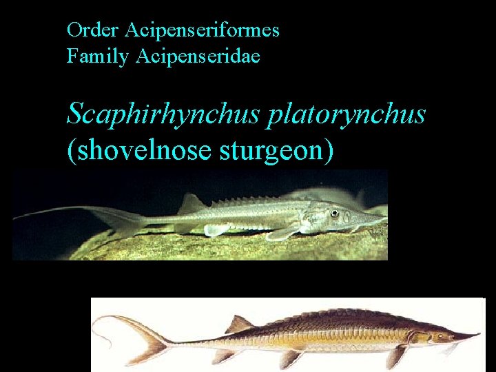 Order Acipenseriformes Family Acipenseridae Scaphirhynchus platorynchus (shovelnose sturgeon) Order Acipenseriformes Family Acipenseridae Scaphirhynchus platorynchus (shovelnose sturgeon)
