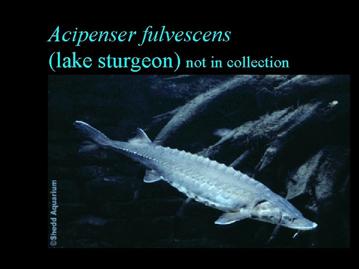 Acipenser fulvescens (lake sturgeon) not in collection Acipenser fulvescens (lake sturgeon) not in collection