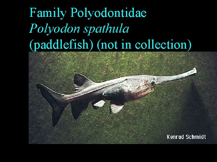 Family Polyodontidae Polyodon spathula (paddlefish) (not in collection) Family Polyodontidae Polyodon spathula (paddlefish) (not in collection)