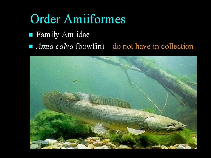 Order Amiiformes n n Family Amiidae Amia calva (bowfin)—do not have in collection Order Amiiformes n n Family Amiidae Amia calva (bowfin)—do not have in collection