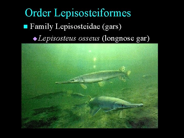 Order Lepisosteiformes n Family Lepisosteidae (gars) u Lepisosteus osseus (longnose gar) Order Lepisosteiformes n Family Lepisosteidae (gars) u Lepisosteus osseus (longnose gar)