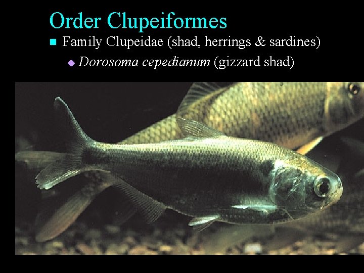 Order Clupeiformes n Family Clupeidae (shad, herrings & sardines) u Dorosoma cepedianum (gizzard shad) Order Clupeiformes n Family Clupeidae (shad, herrings & sardines) u Dorosoma cepedianum (gizzard shad)