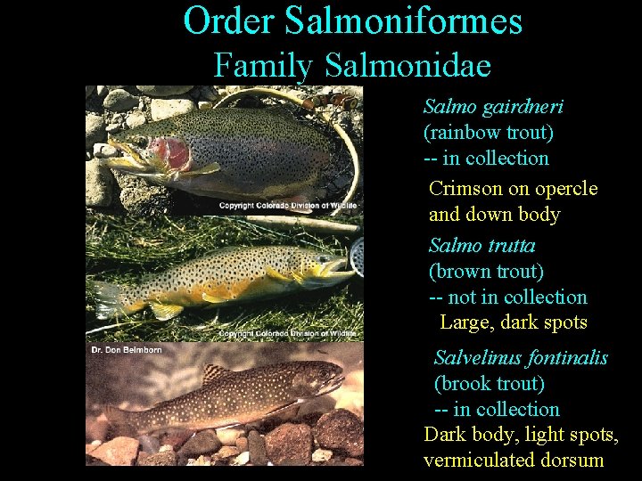 Order Salmoniformes Family Salmonidae Salmo gairdneri (rainbow trout) -- in collection Crimson on opercle Order Salmoniformes Family Salmonidae Salmo gairdneri (rainbow trout) -- in collection Crimson on opercle