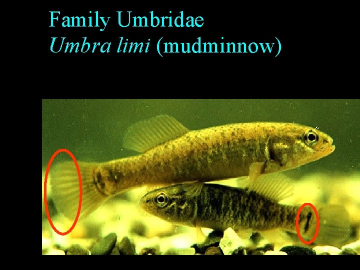 Family Umbridae Umbra limi (mudminnow) Family Umbridae Umbra limi (mudminnow)