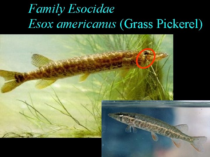 Family Esocidae Esox americanus (Grass Pickerel) Family Esocidae Esox americanus (Grass Pickerel)