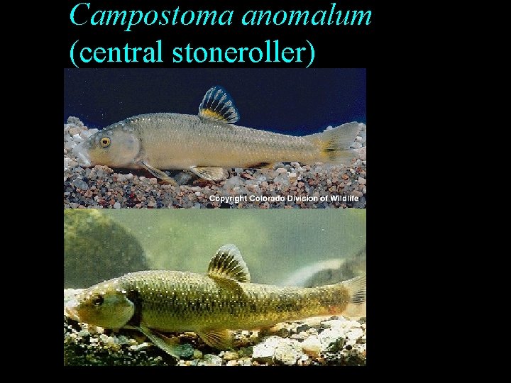 Campostoma anomalum (central stoneroller) Campostoma anomalum (central stoneroller)
