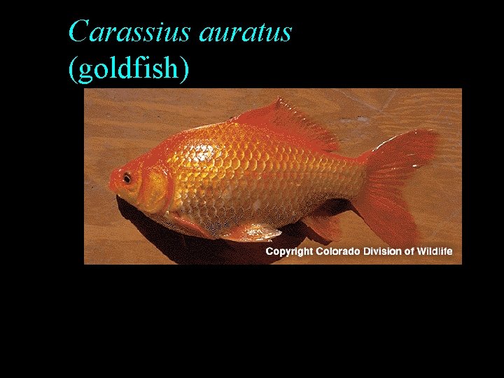 Carassius auratus (goldfish) Carassius auratus (goldfish)