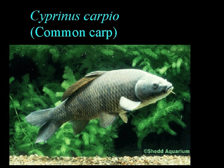 Cyprinus carpio (Common carp) Cyprinus carpio (Common carp)