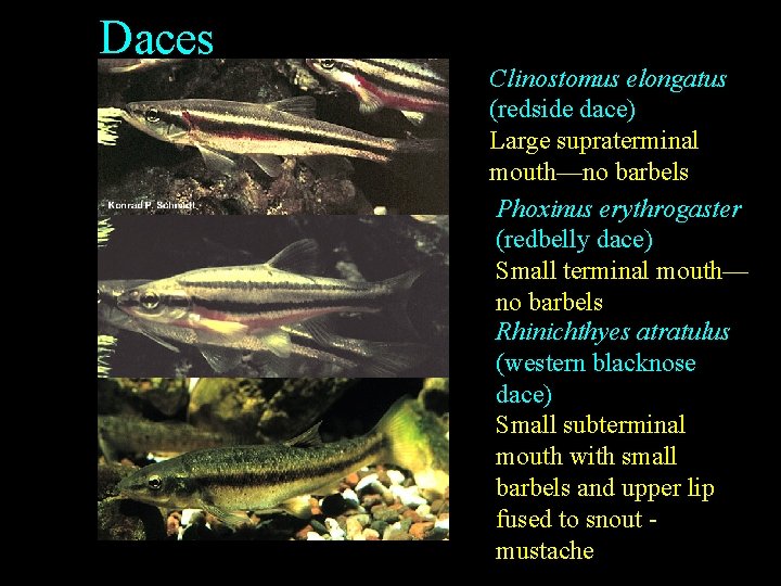 Daces Clinostomus elongatus (redside dace) Large supraterminal mouth—no barbels Phoxinus erythrogaster (redbelly dace) Small Daces Clinostomus elongatus (redside dace) Large supraterminal mouth—no barbels Phoxinus erythrogaster (redbelly dace) Small