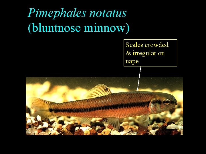 Pimephales notatus (bluntnose minnow) Scales crowded & irregular on nape Pimephales notatus (bluntnose minnow) Scales crowded & irregular on nape