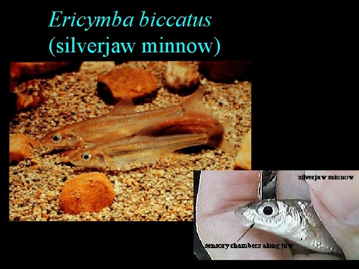 Ericymba biccatus (silverjaw minnow) Ericymba biccatus (silverjaw minnow)