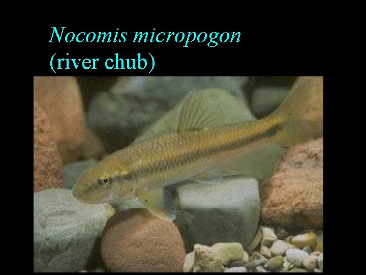 Nocomis micropogon (river chub) Nocomis micropogon (river chub)
