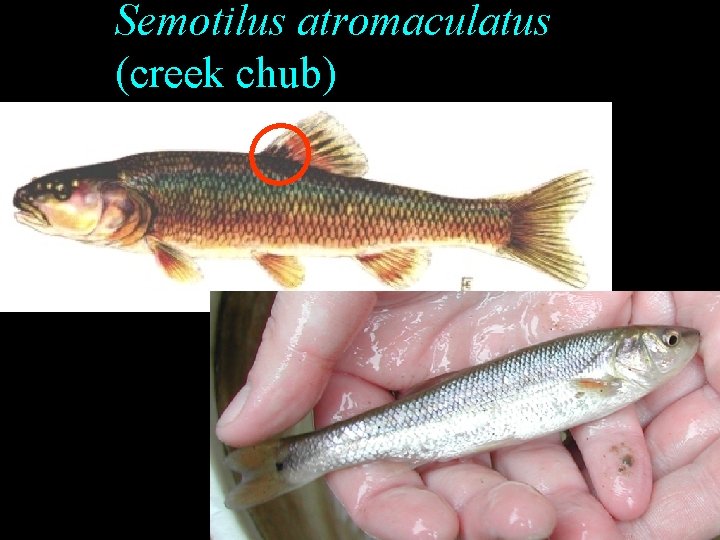 Semotilus atromaculatus (creek chub) Semotilus atromaculatus (creek chub)