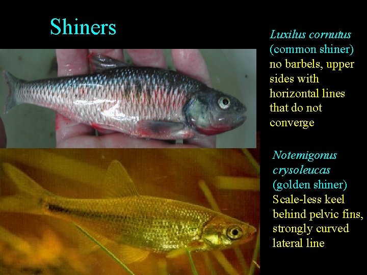 Shiners Luxilus cornutus (common shiner) no barbels, upper sides with horizontal lines that do Shiners Luxilus cornutus (common shiner) no barbels, upper sides with horizontal lines that do