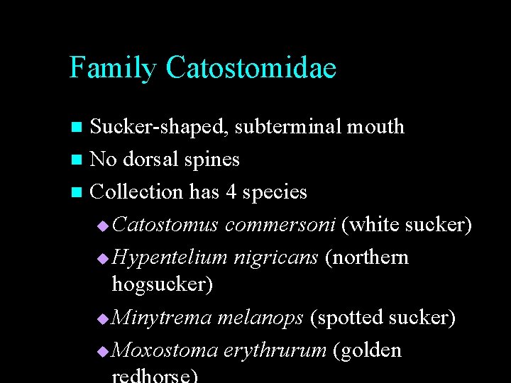 Family Catostomidae Sucker-shaped, subterminal mouth n No dorsal spines n Collection has 4 species Family Catostomidae Sucker-shaped, subterminal mouth n No dorsal spines n Collection has 4 species