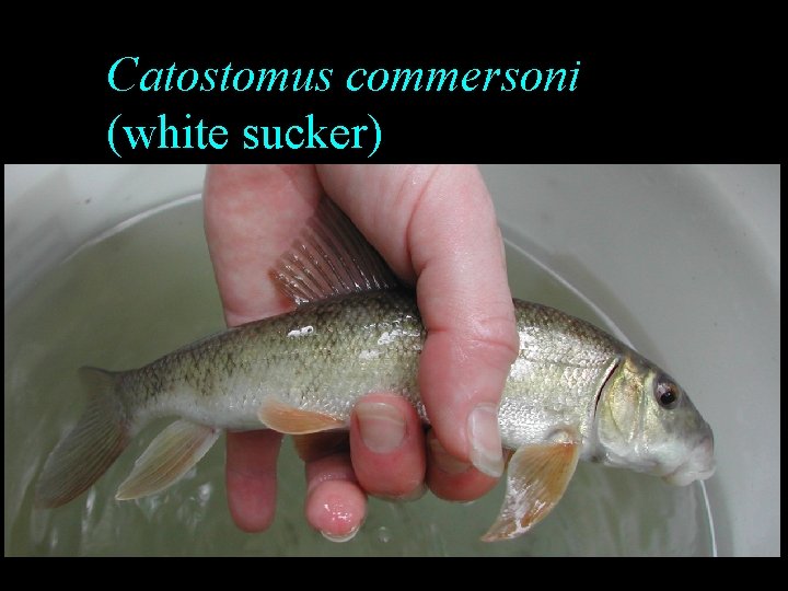 Catostomus commersoni (white sucker) Catostomus commersoni (white sucker)