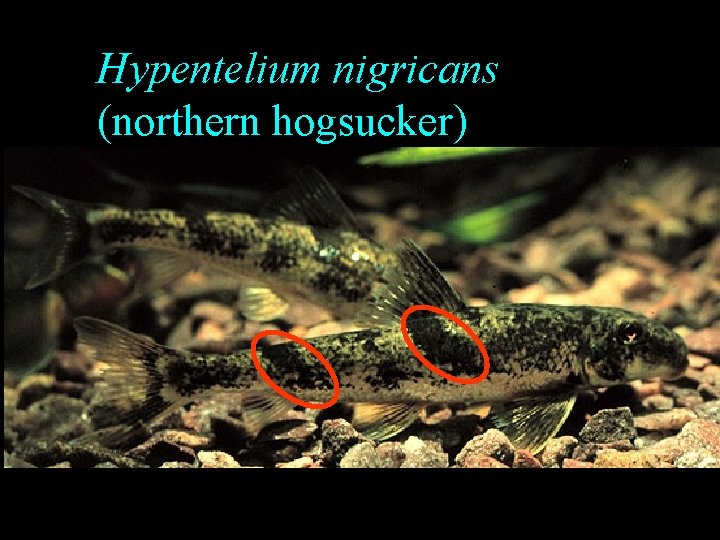 Hypentelium nigricans (northern hogsucker) Hypentelium nigricans (northern hogsucker)