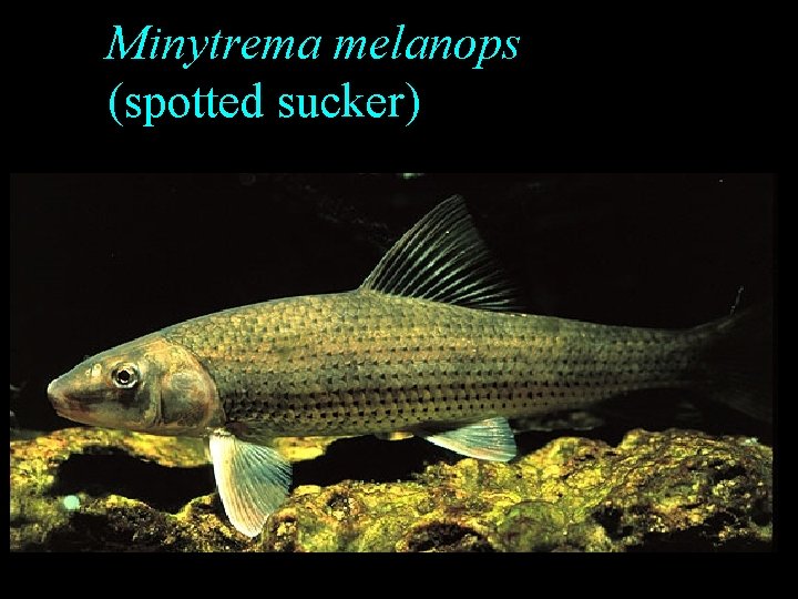 Minytrema melanops (spotted sucker) Minytrema melanops (spotted sucker)