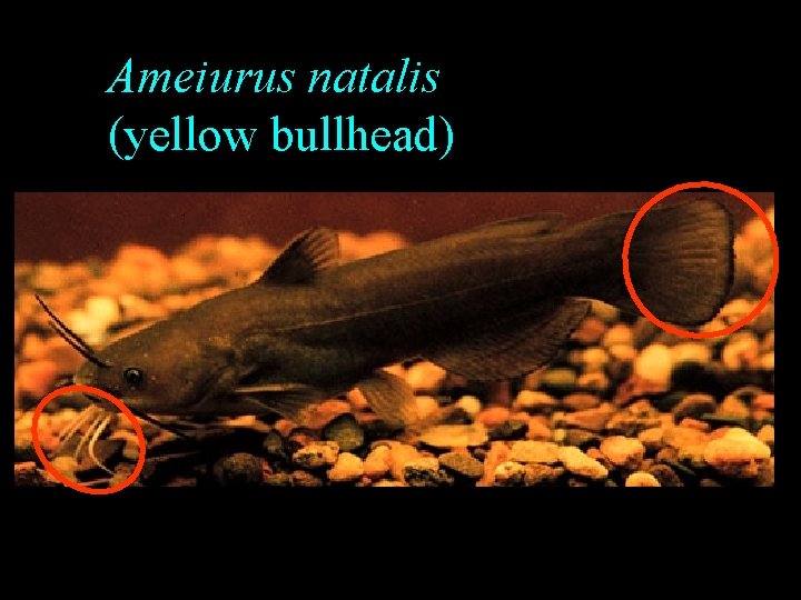 Ameiurus natalis (yellow bullhead) Ameiurus natalis (yellow bullhead)