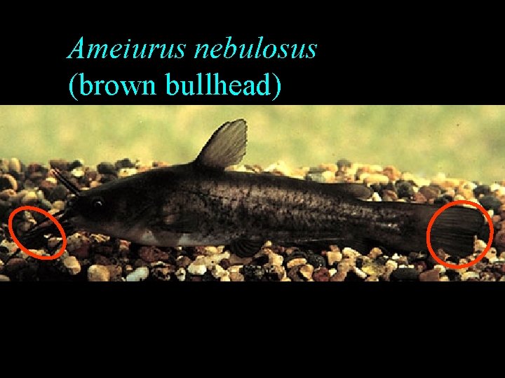 Ameiurus nebulosus (brown bullhead) Ameiurus nebulosus (brown bullhead)