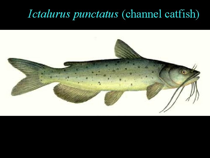 Ictalurus punctatus (channel catfish) Ictalurus punctatus (channel catfish)