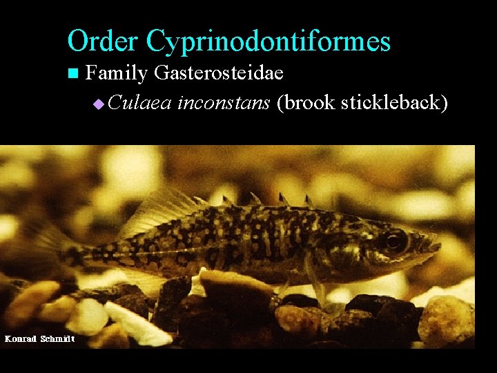 Order Cyprinodontiformes n Family Gasterosteidae u Culaea inconstans (brook stickleback) Order Cyprinodontiformes n Family Gasterosteidae u Culaea inconstans (brook stickleback)