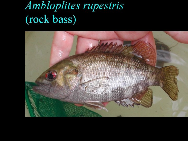 Ambloplites rupestris (rock bass) Ambloplites rupestris (rock bass)